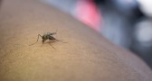 Infecções por Aedes aegypti elevam risco de complicações no parto