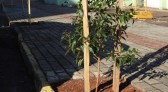 Urbanismo executa Plano de Arborização em SMO