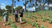 Começa a colheita de mais uma safra de pepino indústria