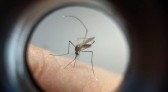 Paraná manda ofício ao Ministério da Saúde solicitando mais vacinas contra a dengue