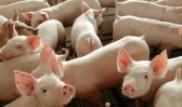 Exportação de carne suína do Brasil registra 2º maior volume mensal da história, diz associação