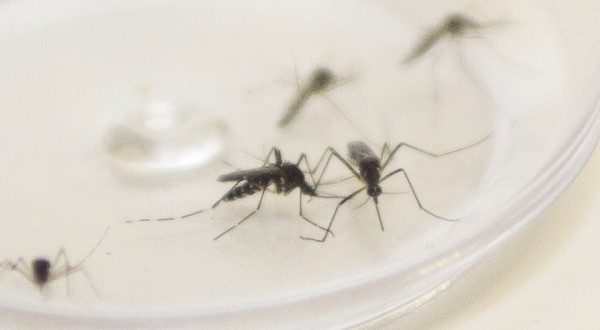 Boletim confirma 3.911 novos casos e mais três óbitos pela dengue no Paraná
