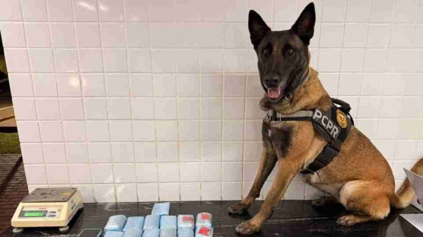 K9 Becky auxilia em apreensão de haxixe, no Paraná