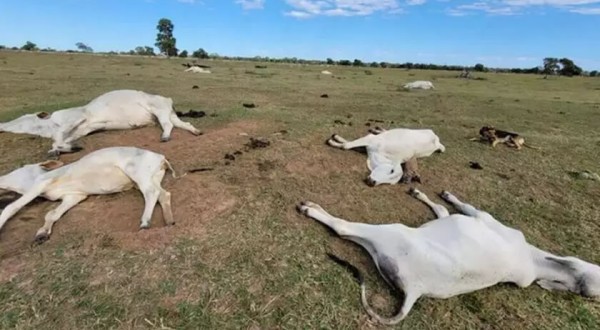 Frio intenso mata 74 bovinos em fazendas no Mato Grosso do Sul