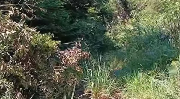 Corpo em estado de decomposição é encontrado