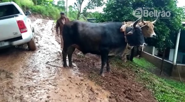 Junta de bois e trator são usados para remover veículo de valeta na Linha Farroupilha; moradores pedem providências