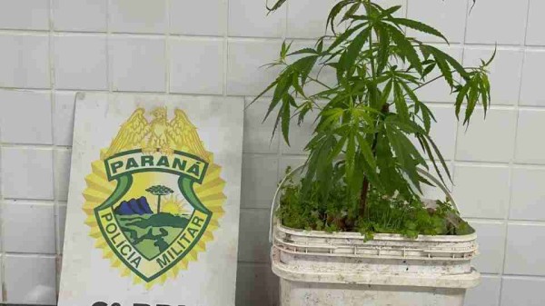 ROCAM apreende 1,8 kg de maconha, pé da planta e arma artesanal, no Paraná