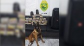 Polícia apreende 7,182 kg de "Skank" em Operação Contra Crimes Transfronteiriços