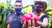 Produtores investem na produção pitaya e fruto vira principal fonte de renda