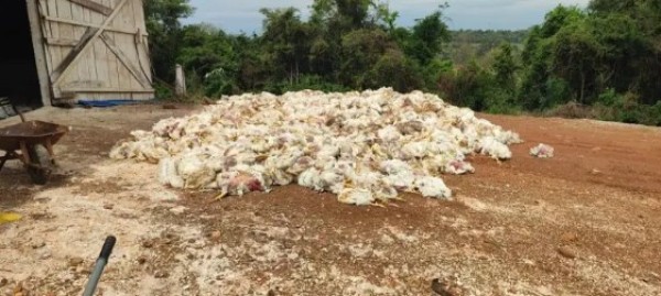 Apagão provoca morte de 8 mil frangos