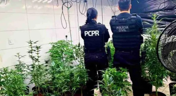 Polícia Civil encontra laboratório de cultivo e processamento de maconha em Mandaguari