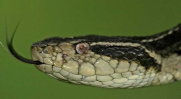 Cobra comum em Santa Catarina, surucucu pode ser solução contra a Covid-19