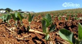 Cerca de 290 hectares de soja serão plantados no Sudoeste