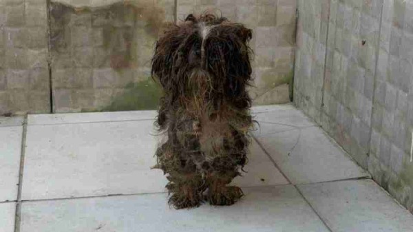 80 animais são resgatados em situação de maus-tratos no Paraná