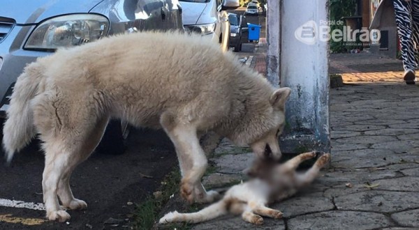 Bombeiros acionados para averiguar cachorro que atacava cadáver de gato