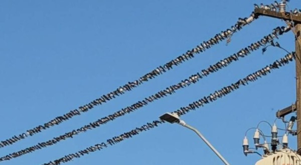 Centenas de andorinhas tomam conta dos fios de energia