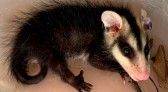 Animais silvestres em casa? Saiba o que fazer ao se deparar com uma serpente ou gambá