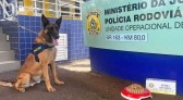 Cão farejador Bili se aposenta da PRF e é adotado por família