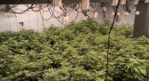 PMPR encontra 430 pés de maconha em quatro estufas em Maringá