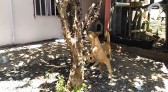 Cachorrinhas comem jabuticaba direto do pé