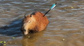 Capivara é resgatada com flecha cravada no corpo em represa