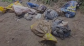 Dezenas de cães mortos são encontrados dentro de sacos de lixo em Lages
