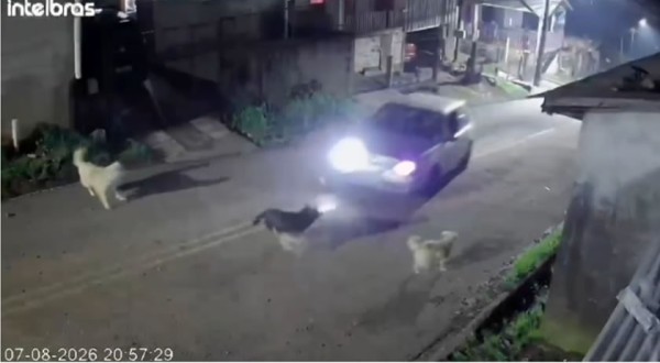 Homem é indiciado por atropelar propositalmente e causar morte de cachorro