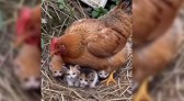 Galinha conquista a internet ao “adotar” cinco filhotes de gato em sítio