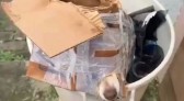 Cachorro é encontrado preso em caixa dentro de lixo em Guarapuava