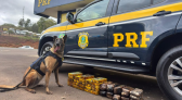 Cães farejadores da PRF encontram 35 kg de drogas escondidos em carreta na BR-282