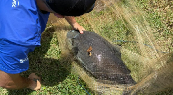 Peixe gigante é resgatado após ser encontrado com linha presa ao corpo em lago
