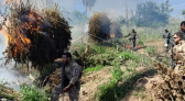 PF e autoridades paraguaias intensificam combate ao cultivo de maconha na fronteira