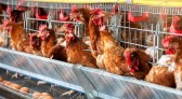 Cinco países suspendem importação de produtos avícolas do Brasil após caso de Newcastle no Oeste de SC