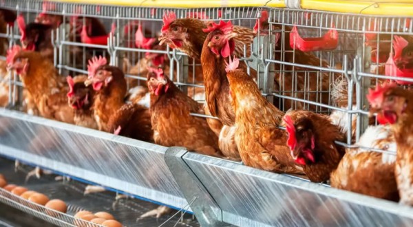 Cinco países suspendem importação de produtos avícolas do Brasil após caso de Newcastle no Oeste de SC