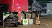 R$ 2,3 milhões em vinhos: operação policial apreende carga milionária na fronteira