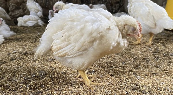 Ministério da Agricultura confirma terceiro foco da doença de Newcastle no Oeste de SC
