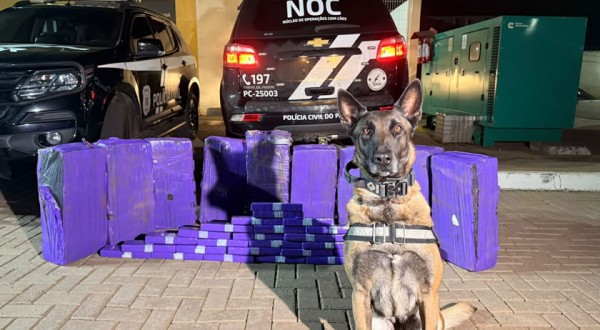 Cães de faro da PCPR interceptam mais de 227 quilos de maconha em duas ações