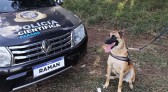Cão farejador ajuda perícias e acerta 100% das buscas por sangue no Paraná