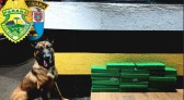 Polícia Militar apreende quase 20 kg de maconha em abordagem a ônibus interestadual