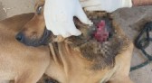Após várias tentativas, policiais resgatam cachorro vítima de  maus tratos
