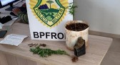 BPFRON apreende adolescente com pés de maconha, em Santo Antônio do Sudoeste