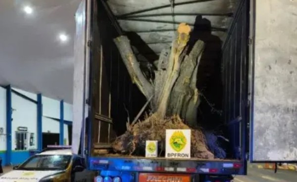Polícia apreende caminhão com oliveiras centenárias contrabandeadas