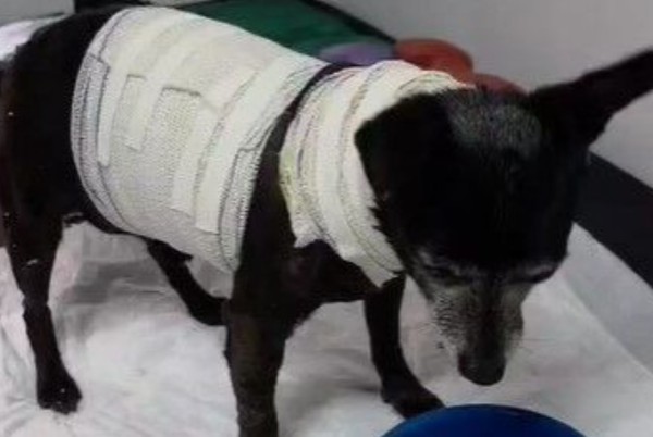 Polícia resgata cachorro idoso ferido e entrega para tutora