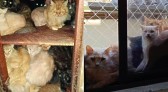 MP busca na Justiça retirada urgente de cerca de 400 gatos de apartamento no Oeste de SC