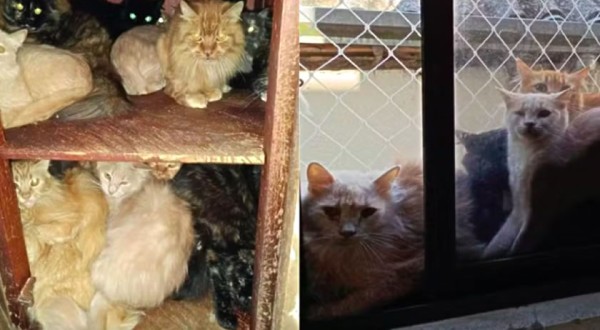 MP busca na Justiça retirada urgente de cerca de 400 gatos de apartamento no Oeste de SC