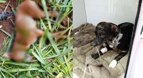 Pelo menos 15 animais morreram envenenados em bairro de Beltrão
