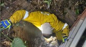 Bombeiros resgatam cachorro que caiu em poço de quatro metros