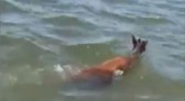 Caçador persegue veado em área de proteção e publica vídeo, no Paraná