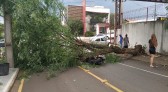 Árvore cai em cima de moto em Francisco Beltrão