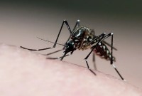 Brasil registra mais de 1 milhão de casos de dengue em 2024; mortes chegam a 207